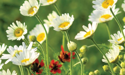 Sommarhaelsning Blommor 2021 Ver2